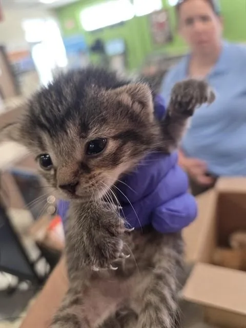 A baby small-sized female Domestic Short Hair cat named Rootbeer for adoption in Louisville, KY