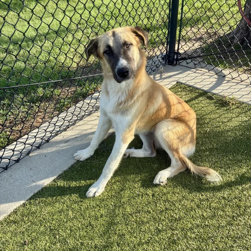 An adult large-sized female Yellow / Tan / Blond / Fawn Anatolian Shepherd dog named Bree for adoption in Bryan, TX