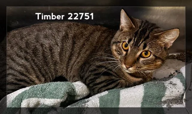 An adult medium-sized male Tabby (Brown / Chocolate) Domestic Short Hair cat named Timber for adoption in Marietta, GA