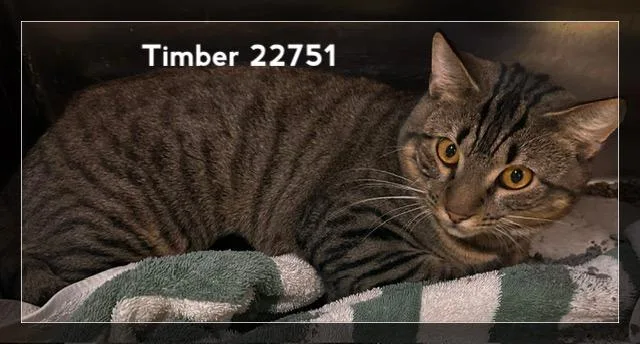 Timber thumbnail 2