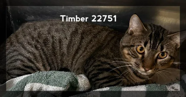 Timber thumbnail 3