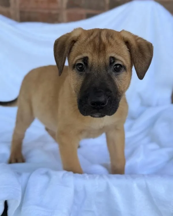 A baby medium-sized male Shepherd dog named Pepper for adoption in Canton, GA
