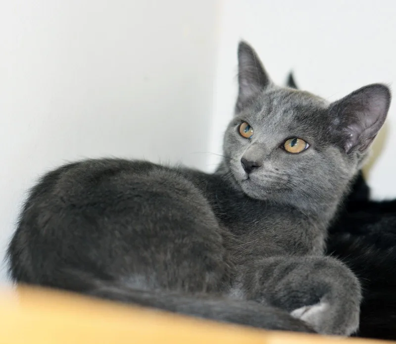 A baby medium-sized female Gray / Blue / Silver Domestic Short Hair cat named Liesl for adoption in San Clemente, CA