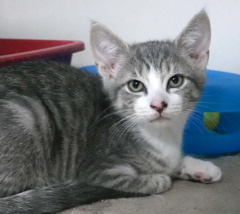 A baby small-sized male Blue Point Domestic Short Hair cat named Dewey for adoption in Bloomingdale, NJ