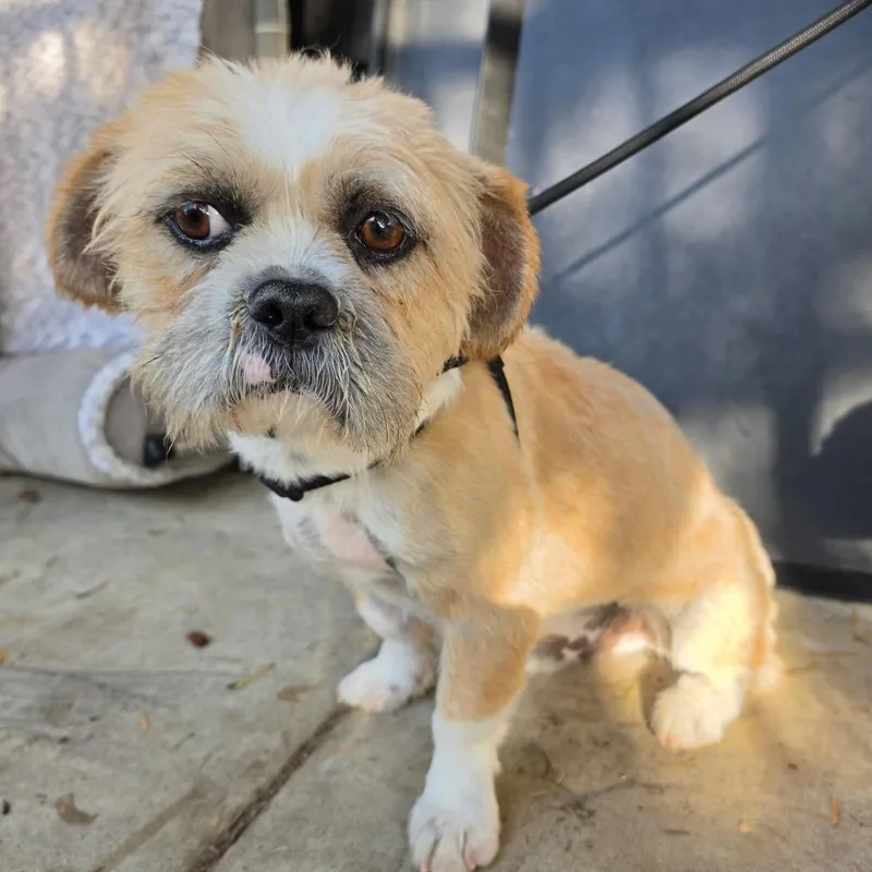An adult medium-sized male White / Cream Terrier dog named Torro  Chino Hills for adoption in Chino Hills, CA