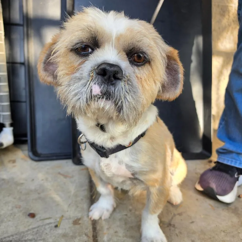 Torro  Chino Hills thumbnail 2