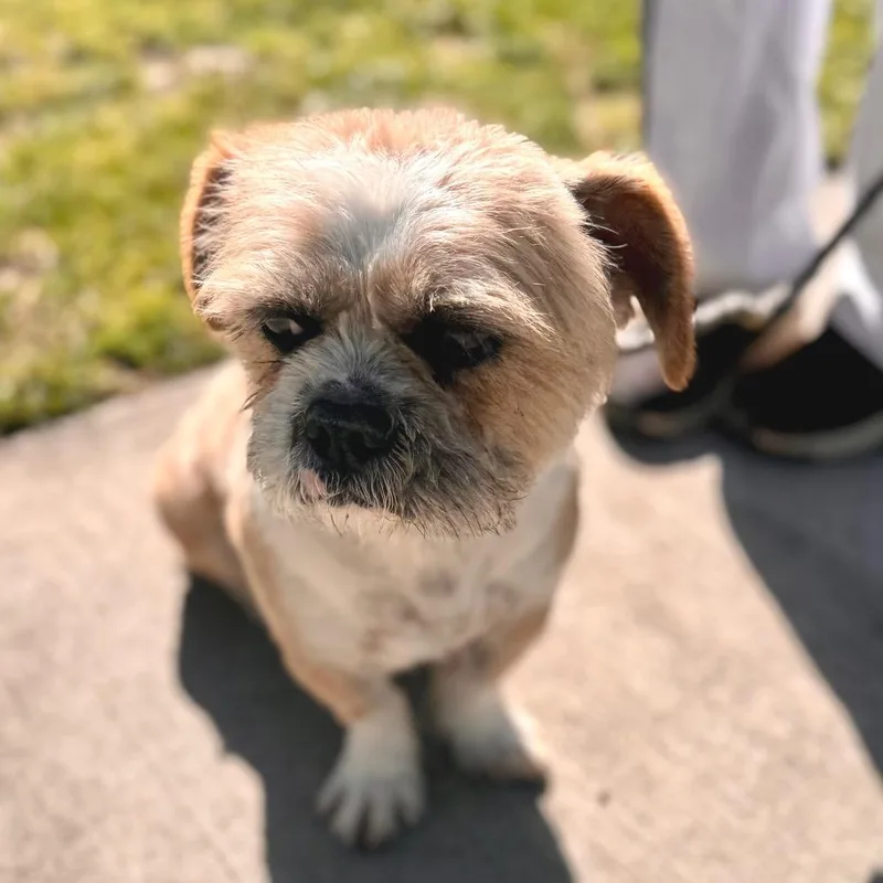 Torro  Chino Hills thumbnail 3