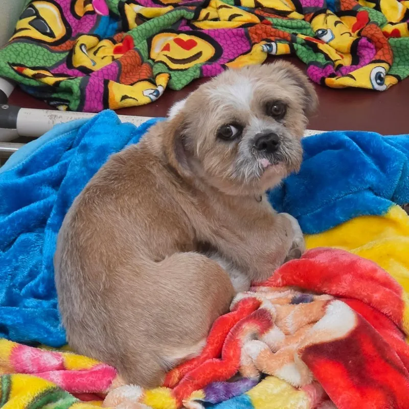 Torro  Chino Hills thumbnail 4