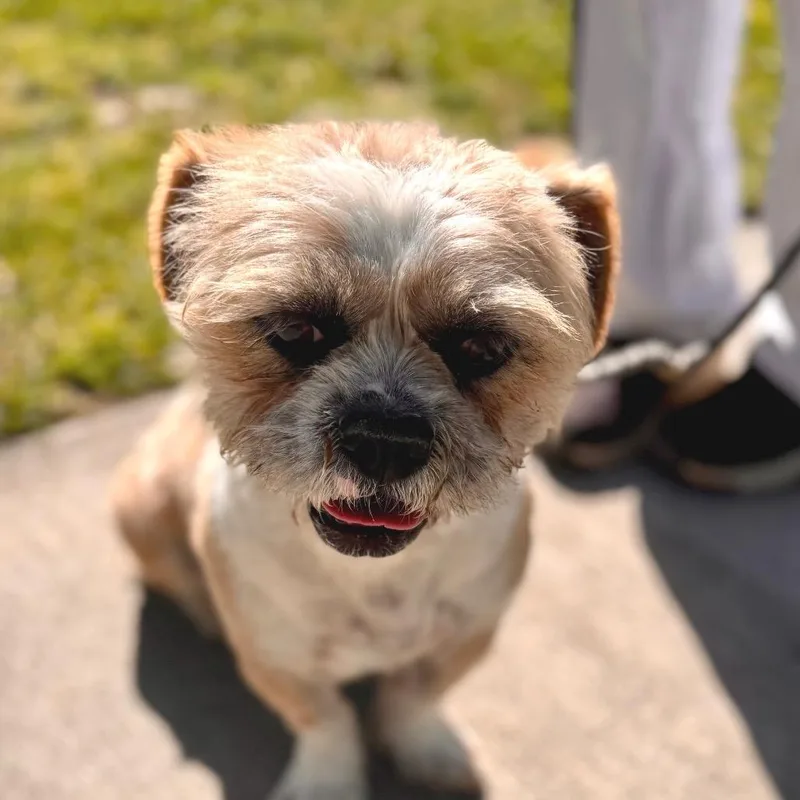 Torro  Chino Hills thumbnail 5