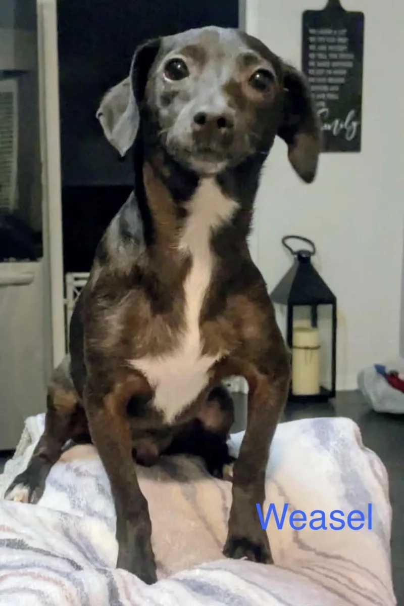 A baby small-sized male Chiweenie dog named Weasel for adoption in Fairfield, NJ
