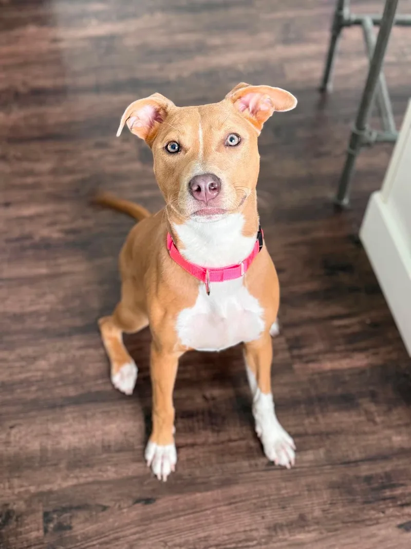 A young medium-sized female Mixed Breed dog named Mya for adoption in Highland, NY
