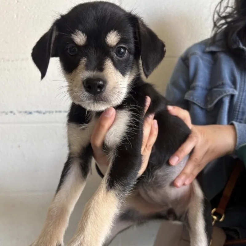 A baby medium-sized female Black Mixed Breed dog named Rebecca for adoption in Springboro, OH