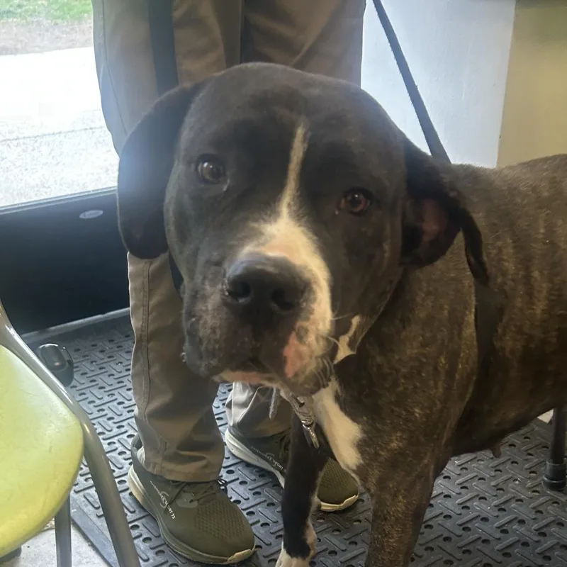 An adult large-sized female Brown / Chocolate Pit Bull Terrier dog named Bella Hella for adoption in Philadelphia, PA