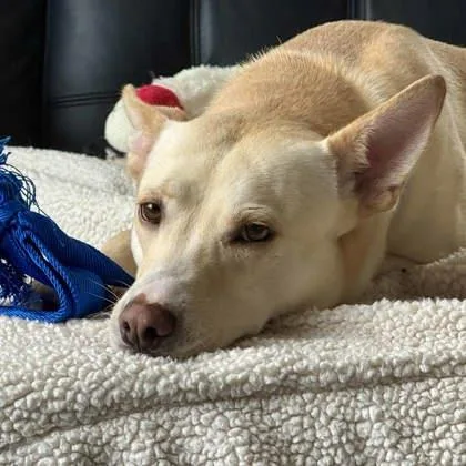 An adult medium-sized female Yellow / Tan / Blond / Fawn Mixed Breed dog named Elizabeth for adoption in Atlanta, GA