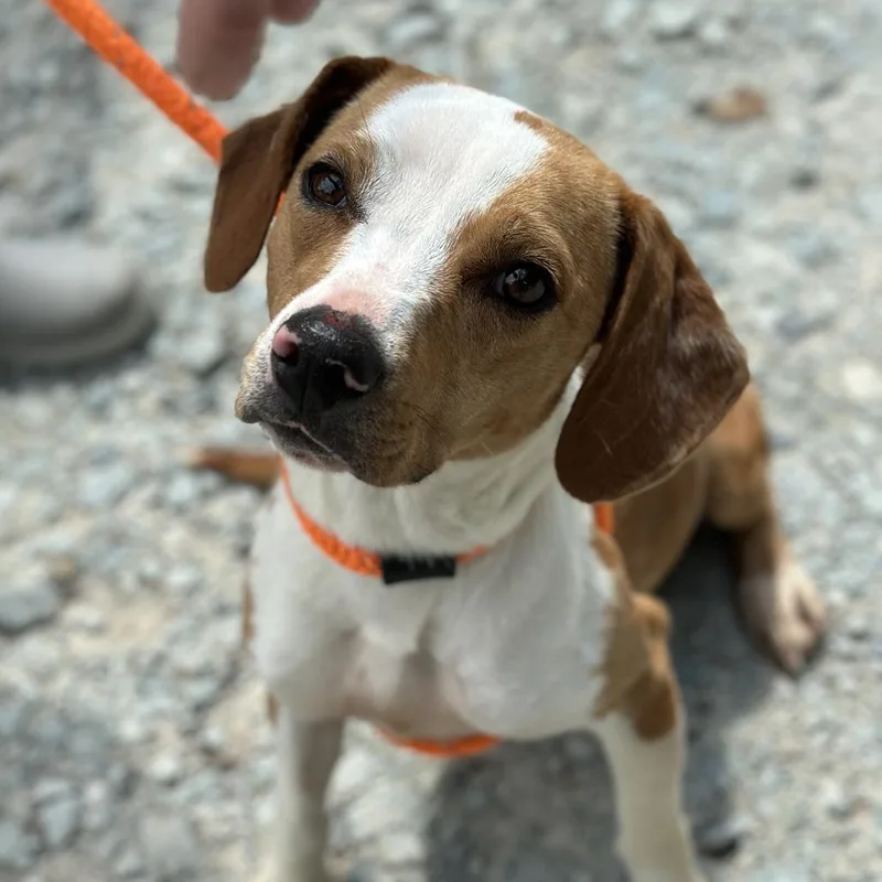 A young small-sized female Red / Chestnut / Orange Beagle dog named Elphaba for adoption in Yanceyville, NC
