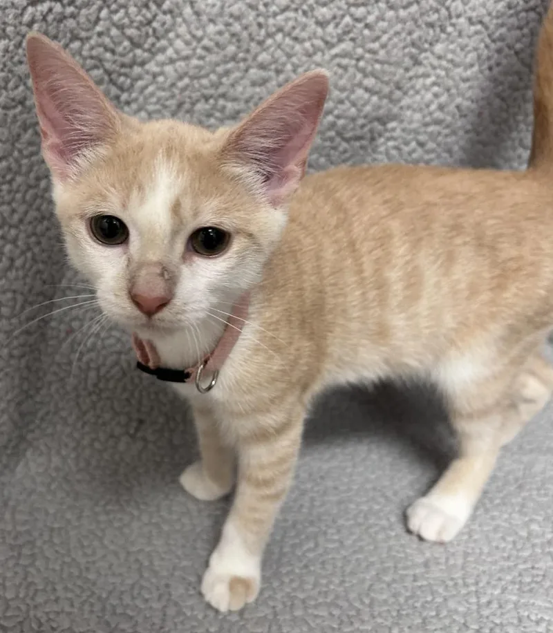 A baby medium-sized female Domestic Short Hair cat named Meadow for adoption in Madison, GA
