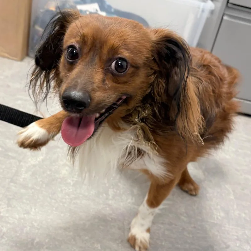 A senior small-sized male Brown / Chocolate Mixed Breed dog named Bruno for adoption in Philadelphia, PA