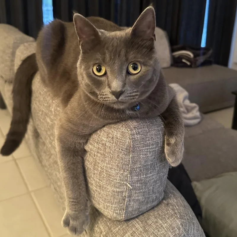 A young large-sized male Gray / Blue / Silver Domestic Short Hair cat named Edgar for adoption in Jupiter, FL