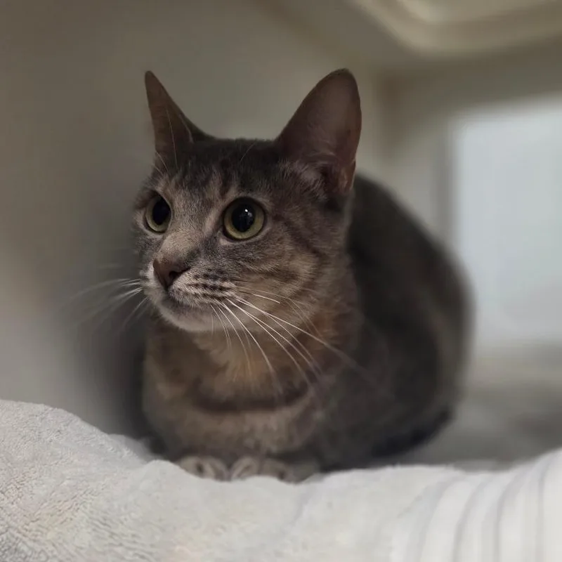 An adult medium-sized female Tortoiseshell Domestic Short Hair cat named Mango for adoption in Houston, TX