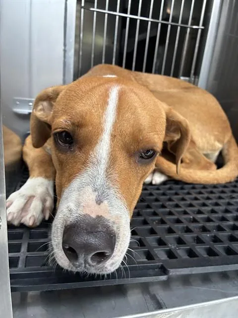 A young large-sized female Mixed Breed dog named Lil Dj for adoption in Dallas, TX