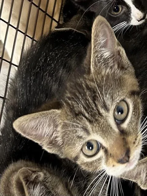 A baby small-sized female Domestic Short Hair cat named Pancake for adoption in Fort Lauderdale, FL