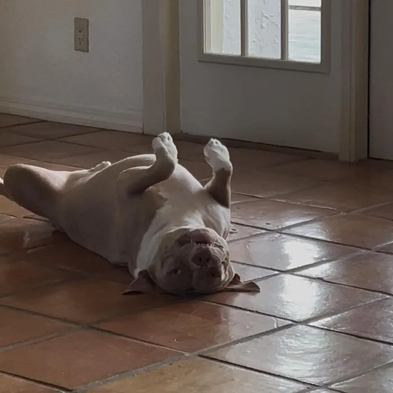 An adult large-sized male Brindle American Bulldog dog named Toby for adoption in Coral gables, FL