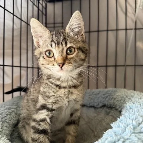 A baby medium-sized male Domestic Short Hair cat named Sea Hawk for adoption in Rochester, WA