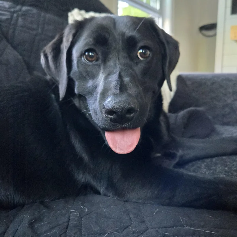 A baby large-sized female Black Labrador Retriever dog named Nimpie  Local Dog for adoption in Andover, MA