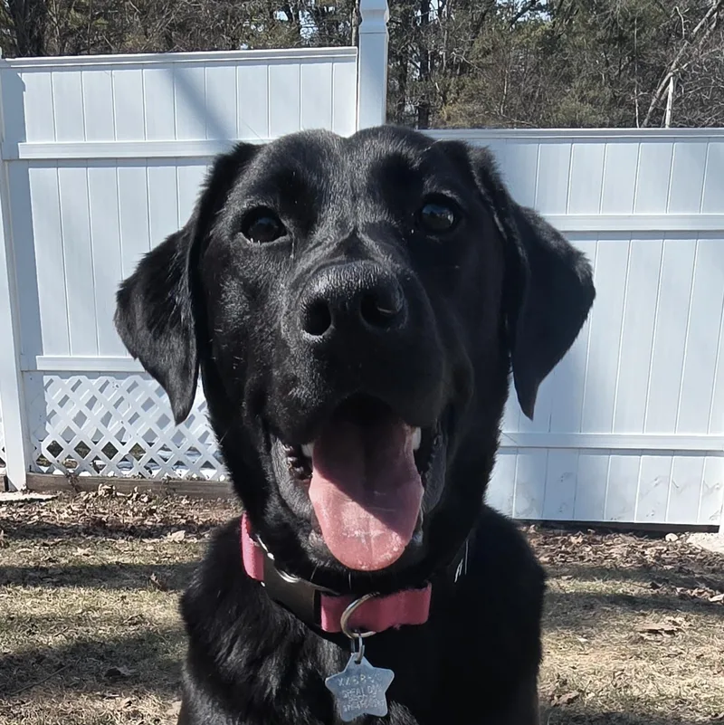 Nimpie  Local Dog thumbnail 3
