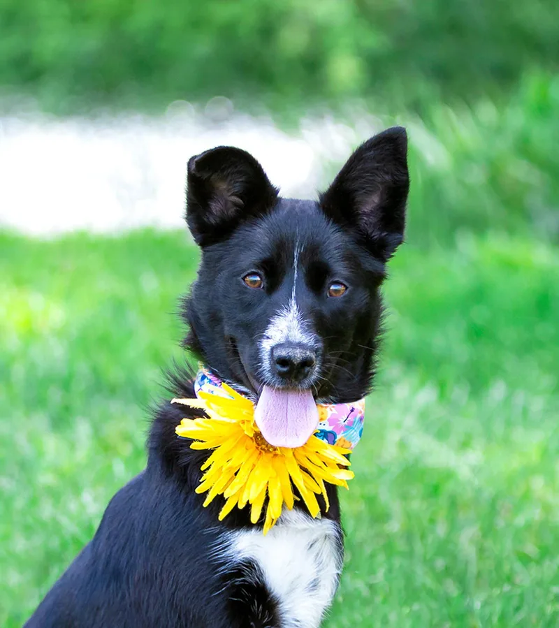 Josie