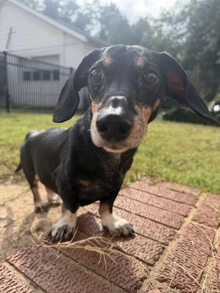 A senior small-sized male Dachshund dog named Gus for adoption in Mooresville, NC