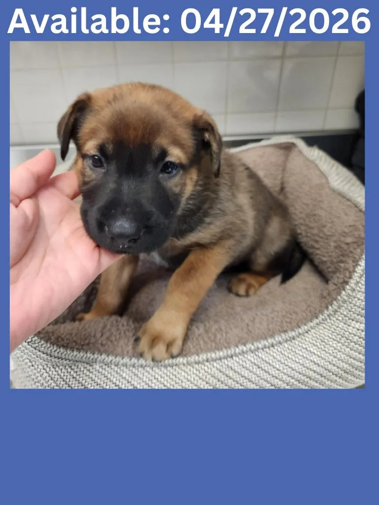 A baby medium-sized male Shepherd dog named Dog Kennel for adoption in Greenville, TX
