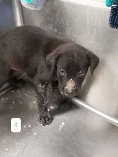A baby medium-sized female Black Australian Cattle Dog / Blue Heeler dog named Luna for adoption in Allen, TX