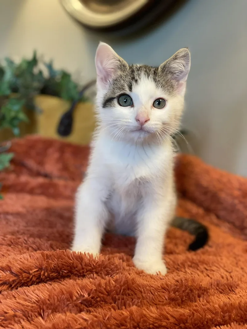 A baby medium-sized male Tabby (Buff / Tan / Fawn) Tabby cat named Barry for adoption in Taylor, MI