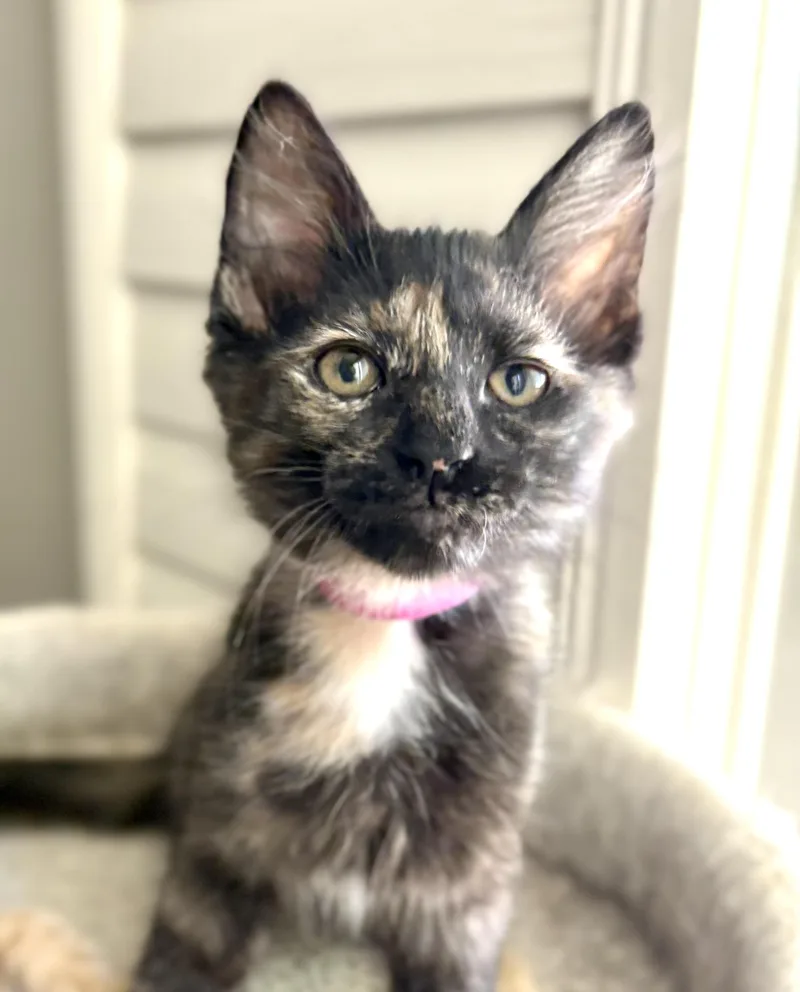 A young medium-sized female Tortoiseshell Domestic Short Hair cat named Dumpling for adoption in Oracle, AZ