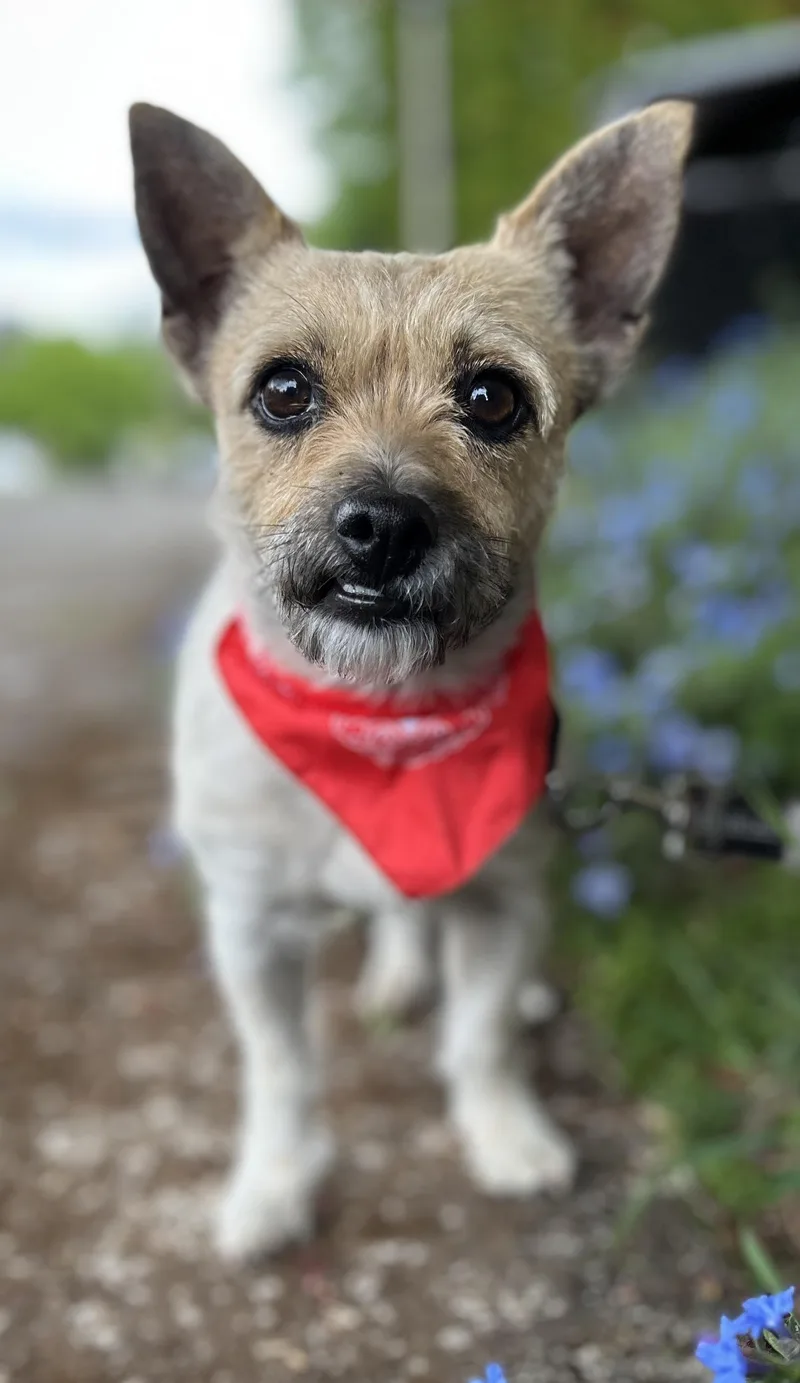 An adult small-sized female Yorkshire Terrier dog named Honey for adoption in Tigard, OR