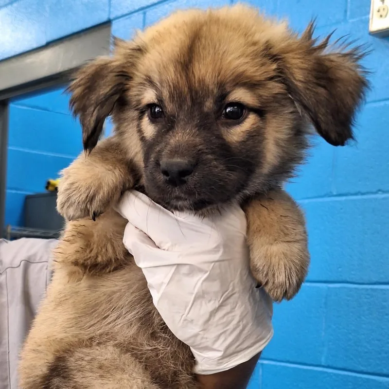 A baby small-sized female Brown / Chocolate Mixed Breed dog named Lucy for adoption in Montgomery, AL