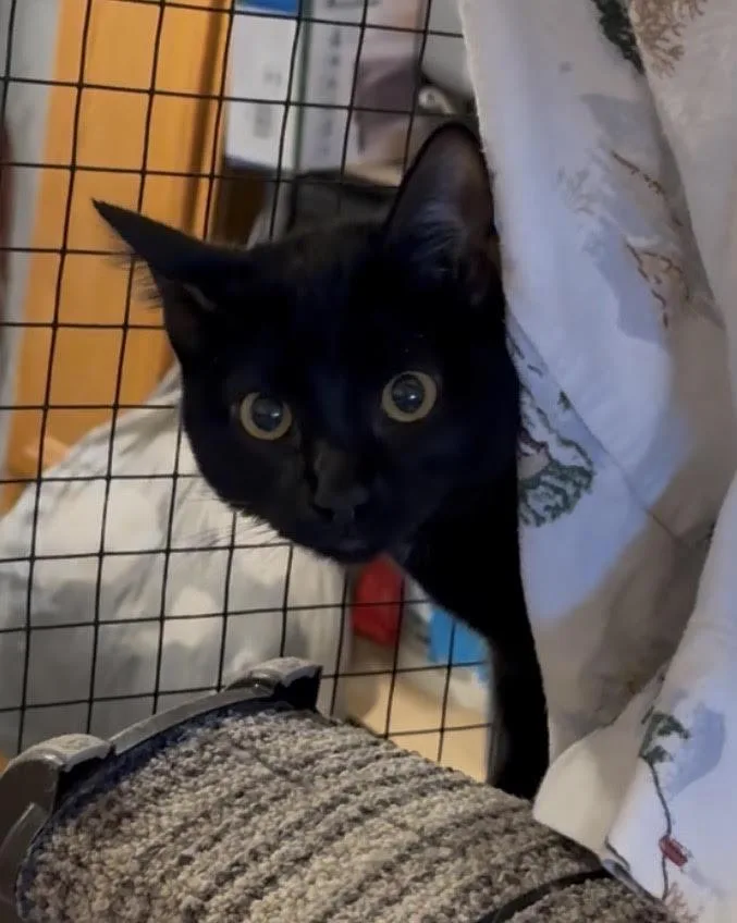 A young medium-sized female Black Domestic Short Hair cat named Ebollene for adoption in Butte, MT