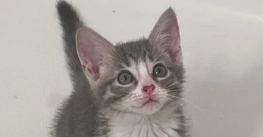 A baby medium-sized female Gray & White Tabby cat named Kirara for adoption in Richardson, TX