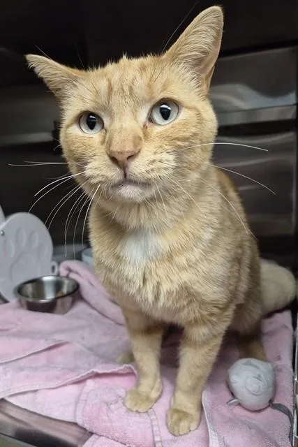 A young large-sized female Domestic Short Hair cat named Belle for adoption in Decatur, IL