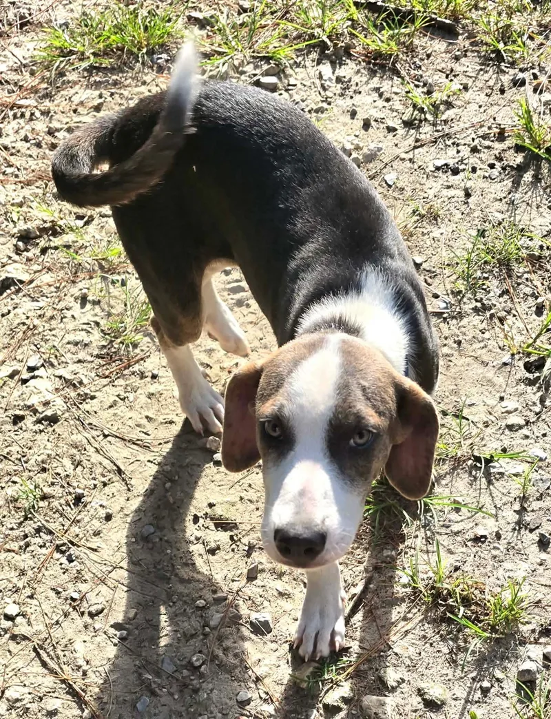 A baby medium-sized male White / Cream Mixed Breed dog named Brody for adoption in BONIFAY, FL