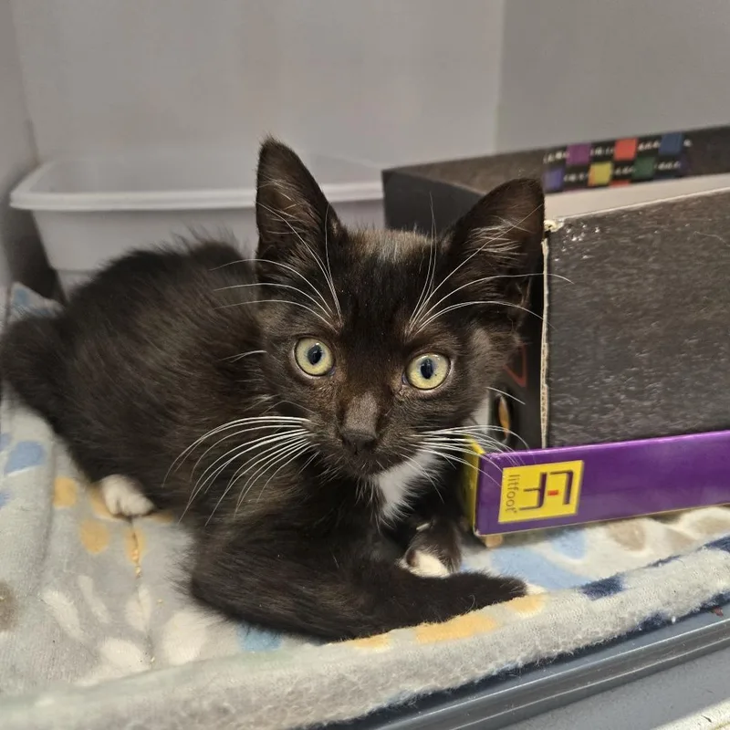 A baby small-sized female Black Domestic Short Hair cat named Romaney for adoption in Desert Hot Springs, CA