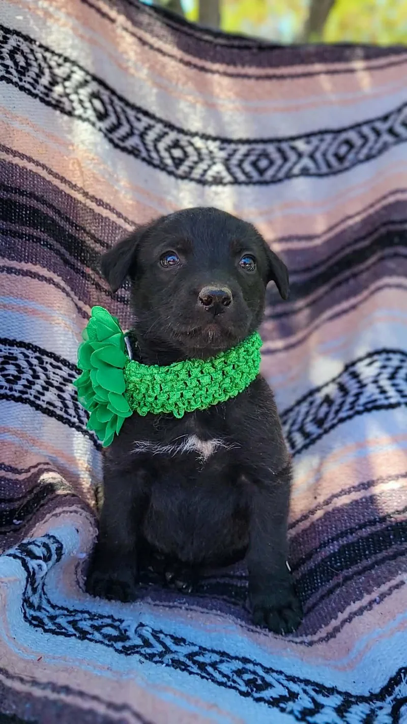 A baby medium-sized female Black Labrador Retriever dog named Cricket for adoption in Anza, CA