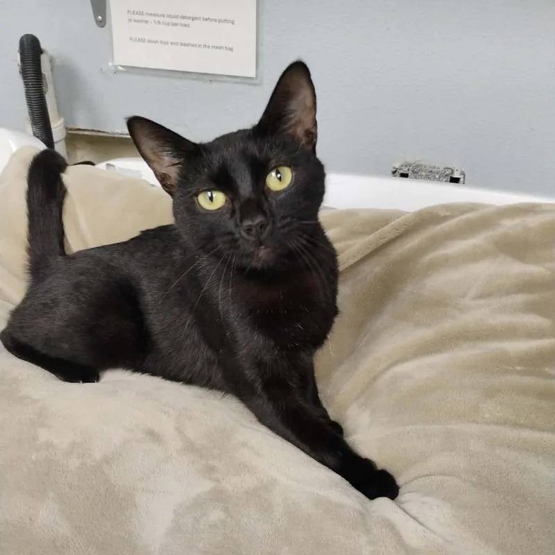 An adult medium-sized female Black Domestic Short Hair cat named Marjorie for adoption in Duncan, OK