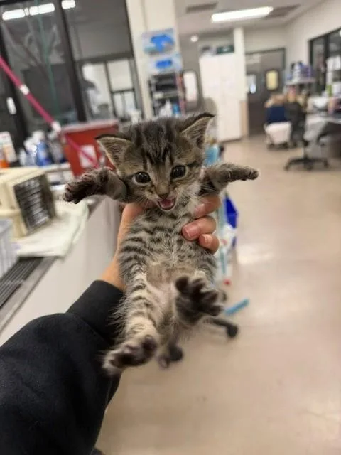 A baby small-sized male Domestic Short Hair cat named Gary for adoption in Santa Maria, CA