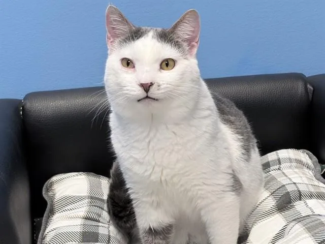 A young medium-sized male Domestic Short Hair cat named Miso for adoption in Ames, IA