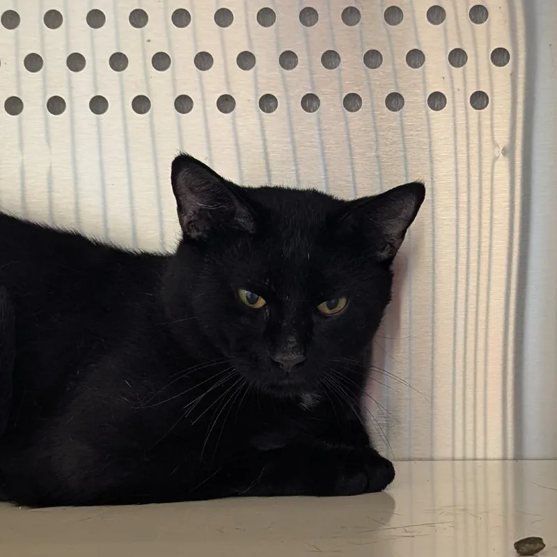 An adult medium-sized male Black Domestic Short Hair cat named Malone for adoption in Norman, OK