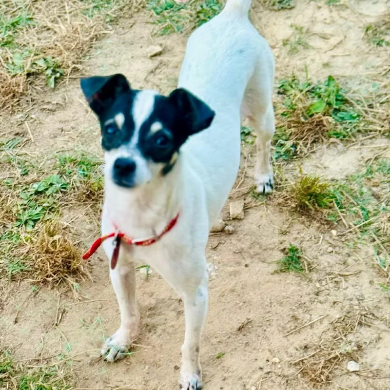 An adult small-sized male White / Cream Rat Terrier dog named Moose for adoption in Lucedale, MS