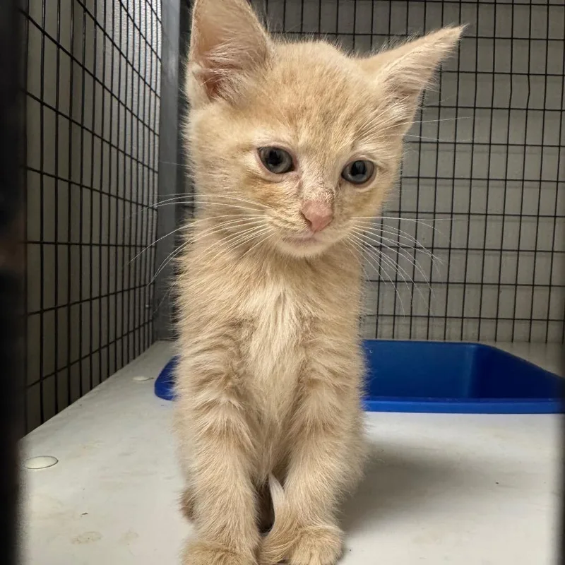 A baby small-sized male Buff / Tan / Fawn Domestic Medium Hair cat named Butterfly for adoption in Columbiana, AL
