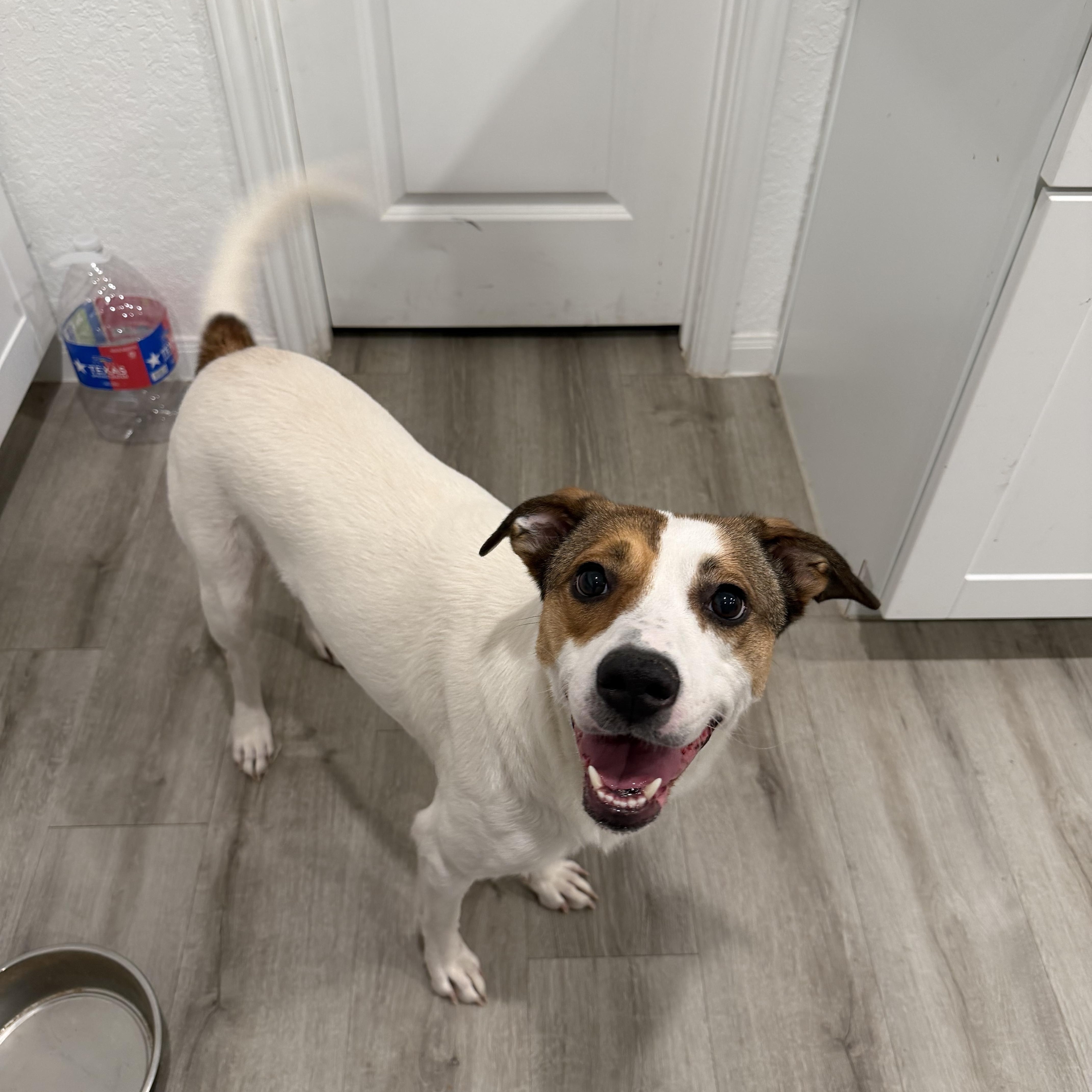 An adult medium-sized female Terrier dog named Artie for adoption in Martinez, CA